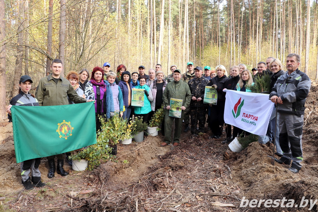 «Дай лесу новае жыццё». Участие в республиканской акции принял председатель Берестовицкого райисполкома Дмитрий Кадргулов